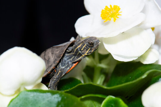 painted turtle (Chrysemys picta) hatchling