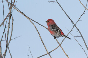 Male Pine grosbeak