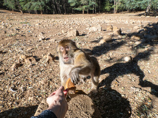 Barbary macaque (Macaca sylvanus), the Middle Atlas mountains, at Azrou, Morocco