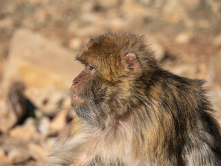 Barbary macaque (Macaca sylvanus), the Middle Atlas mountains, at Azrou, Morocco