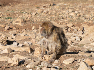 Barbary macaque (Macaca sylvanus), the Middle Atlas mountains, at Azrou, Morocco