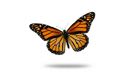 Fototapeta premium butterfly on white background