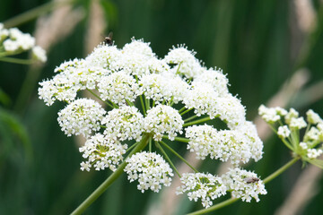 Spotted water hemlock (Cicuta maculata)