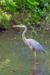 Great Blue Heron Looking For a Meal in a Pond