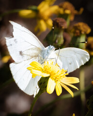 butterfly on flower