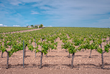 Rows of vibrant grapevines stretch across a vineyard on a sunny day, with clear skies and open fields