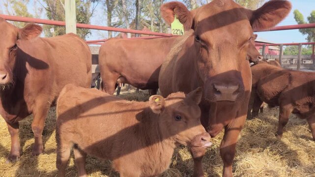 purebred red angus cow and her young calf stand together in a wooden cattle pen. 4K