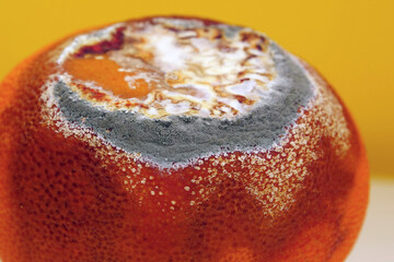 Overripe and rotten mandarin. Rotten tangerine covered with mold