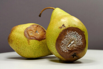 Overripe and rotten pears. Pears covered with mold. Process of spoiling fruits