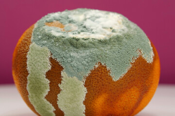 Overripe and rotten mandarin. Rotten tangerine covered with mold
