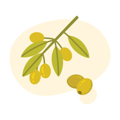 Fresh green olives and leaves on branch isolated for olive oil production vector illustration
