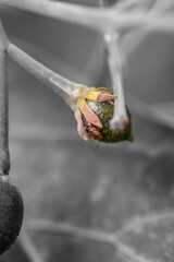 Persea americana pertenece a la familia Lauraceae.