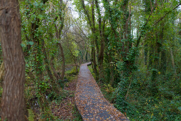 Fototapeta premium Joli chemin dans les marais - Bretagne