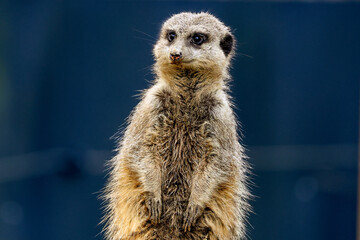 Alert Meerkat Standing Upright in Close-Up Portrait