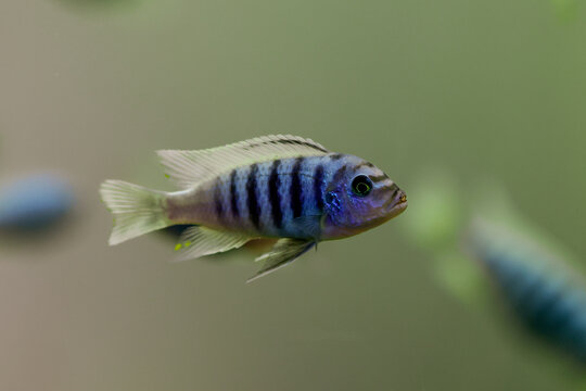 Vibrant Cichlid Fish Swimming in Soft Green Water