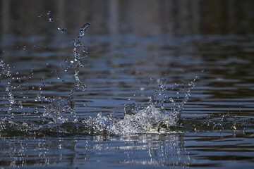 Wasserspritzer am Wasser, See, water splash in water, Ente abgetaucht, Tropfen 