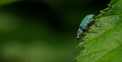 Side-view of a Blue-green Weevil on a Green Leaf