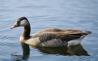 Canada Goose x Greylag Goose Hybrid 
