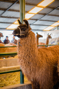Llama with thick fur and a black face, eating its ichu grass.