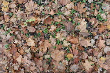 autumn leaves on the ground
