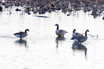 Fototapeta premium canada goose and geese
