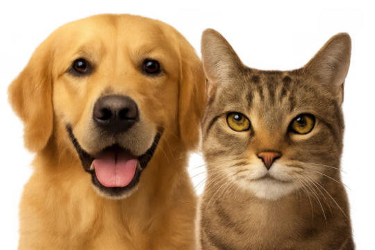 Golden retriever and tabby cat faces together, representing pets, friendship, companionship, and harmony on transparent background