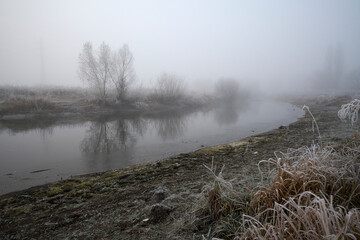 foggy morning in the forest