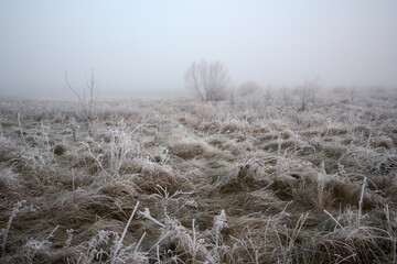 Frosty hoarfrost in the fog.