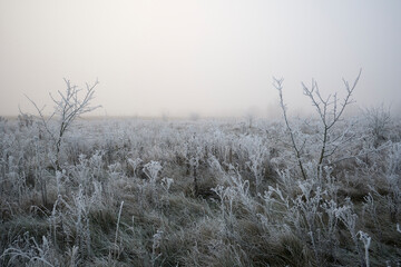 Frosty hoarfrost in the fog.
