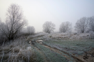 Frosty hoarfrost in the fog.