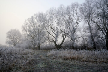Frosty hoarfrost in the fog.