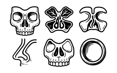 Skull and sinus anatomy: hand drawn style for medical diagrams and educational materials