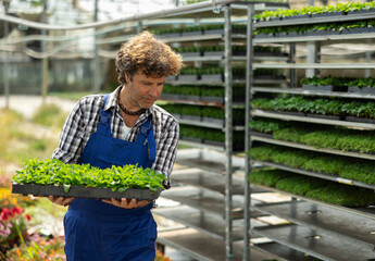 Man worker in a garden store stands near racks with seedlings and takes out shelves from there. Greenhouse male worker takes out a tray with plant seedlings