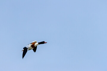 Common Shelduck (Tadorna tadorna) Coastal Estuary and Mudflat Dweller at Bull Island Dublin