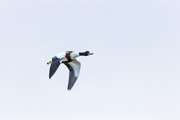 Common Shelduck (Tadorna tadorna) Coastal Estuary and Mudflat Dweller at Bull Island Dublin