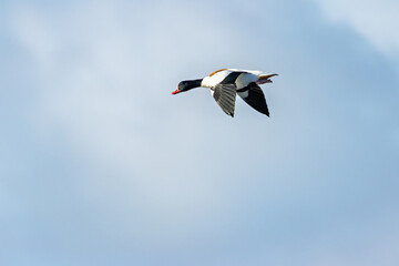 Common Shelduck (Tadorna tadorna) Coastal Estuary and Mudflat Dweller at Bull Island Dublin