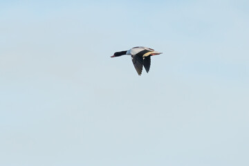 Common Shelduck (Tadorna tadorna) Coastal Estuary and Mudflat Dweller at Bull Island Dublin
