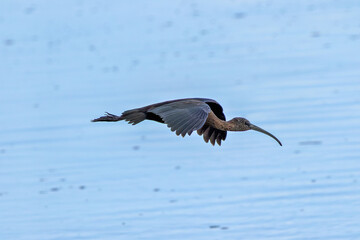 Glossy Ibis (Plegadis falcinellus) Rare Visitor on Mudflats at Bull Island Dublin
