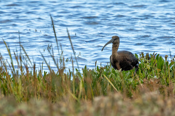 Glossy Ibis (Plegadis falcinellus) Rare Visitor on Mudflats at Bull Island Dublin