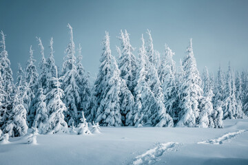Incredible snow-covered fir trees on a hillside under a serene sky of frosty weather. Concept of winter vacation in wild places.