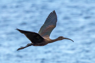 Glossy Ibis (Plegadis falcinellus) Rare Visitor on Mudflats at Bull Island Dublin