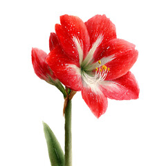 Christmas Amaryllis flower watercolor illustration showcasing vibrant red petals, delicate white accents, and lush green leaves, perfect for holiday-themed designs and seasonal decorations