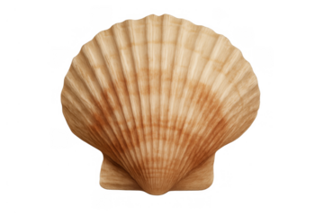 Scallop seashell creating a marine concept, representing ocean life, summer holidays, and beach themes