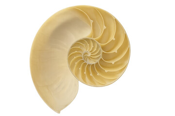 Obraz premium Nautilus shell cross-section revealing internal logarithmic spiral chambers, showing golden ratio and fibonacci sequence on transparent background