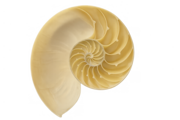 Nautilus shell cross-section revealing internal logarithmic spiral chambers, showing golden ratio and fibonacci sequence on transparent background