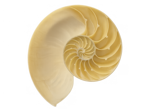 Nautilus shell cross-section revealing internal logarithmic spiral chambers, showing golden ratio and fibonacci sequence on transparent background