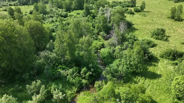 View from above of a wooded area in summer. 
