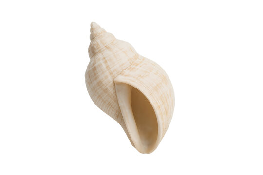 Whelk seashell showcasing natural spiral shell structure, marine mollusk beauty, ocean life, transparent background