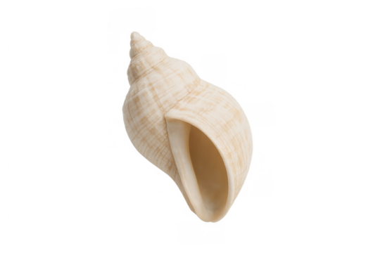 Whelk seashell showcasing natural spiral shell structure, marine mollusk beauty, ocean life, transparent background