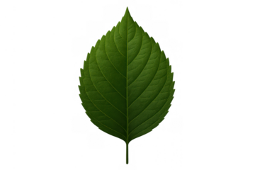 Single green leaf on a transparent background. Showing detailed veins, vibrant color, and fresh organic texture